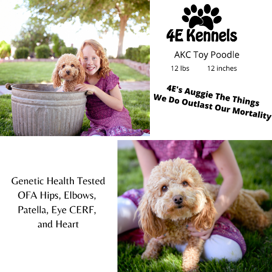 Goldendoodle Breeder Las Vegas Badass Breeder 4E Kennels